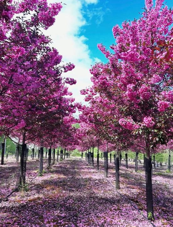 Canterbury Tree Farm