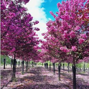 Canterbury Tree Farm