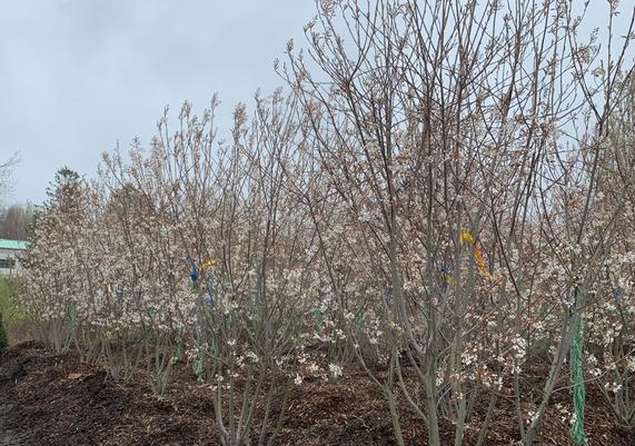 Amelanchier