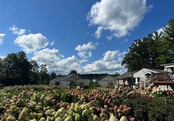 Hydrangea paniculata Area