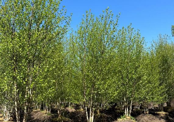 Betula nigra 'Heritage'