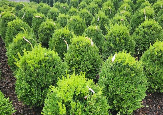 Buxus 'Green Mountain'