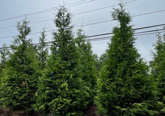 Thuja 'Green Giant' 8-10'