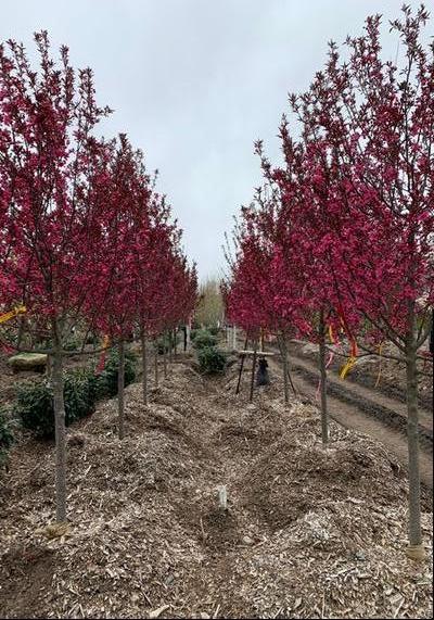 Malus 'Showtime'