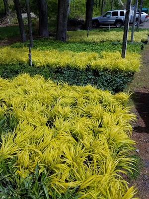 Groundcovers+Hakonechloa