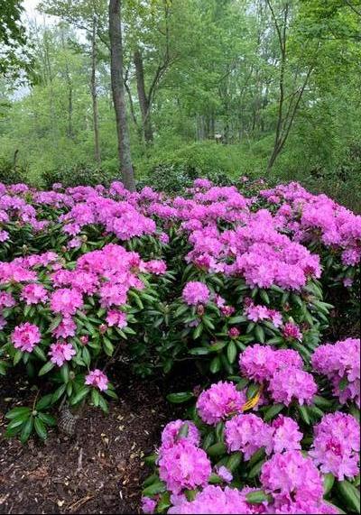 Rhododendron 'Roseum Elegans'