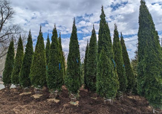 Thuja 'Emerald Green' 12-14'