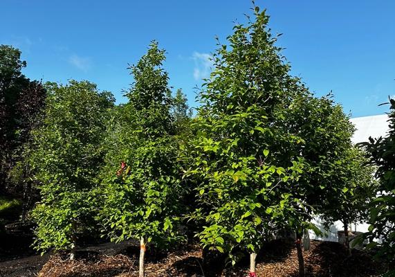 Stewartia pseudocamellia