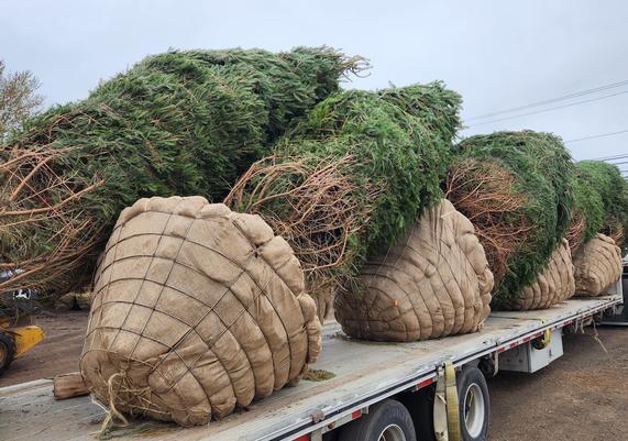 Large Picea abies