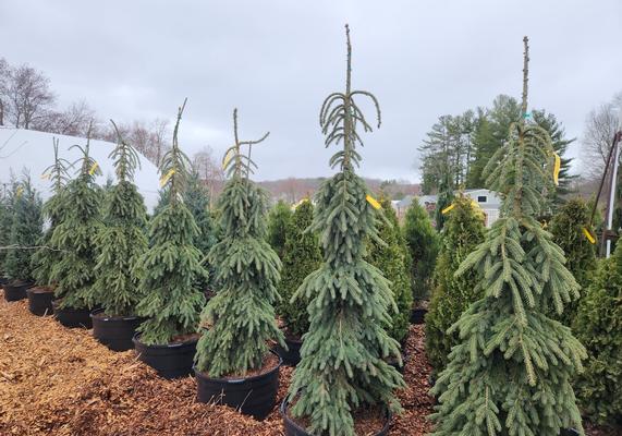 Picea glauca 'Pendula'