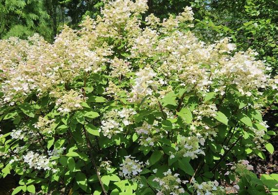 Hydrangea 'Quickfire' B&B