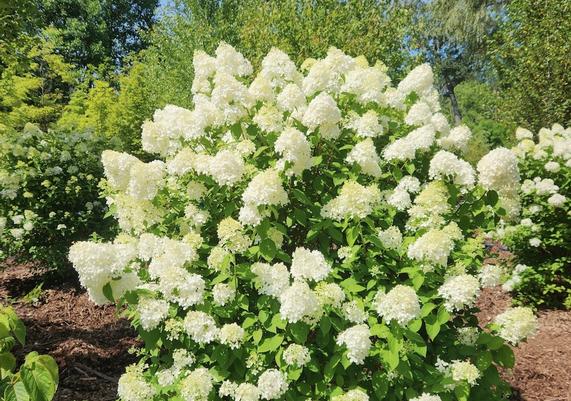 Hydrangea 'Limelight' B&B