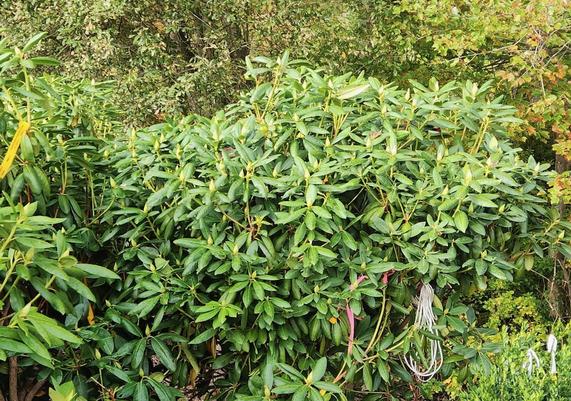 Rhododendron 'Roseum Elegans' 4'