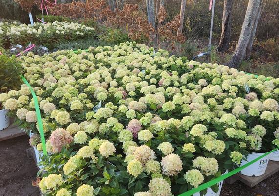 Hydrangea 'Little Lime'