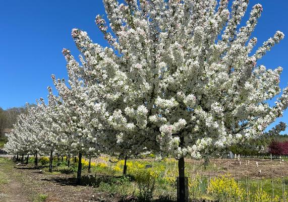 Malus White