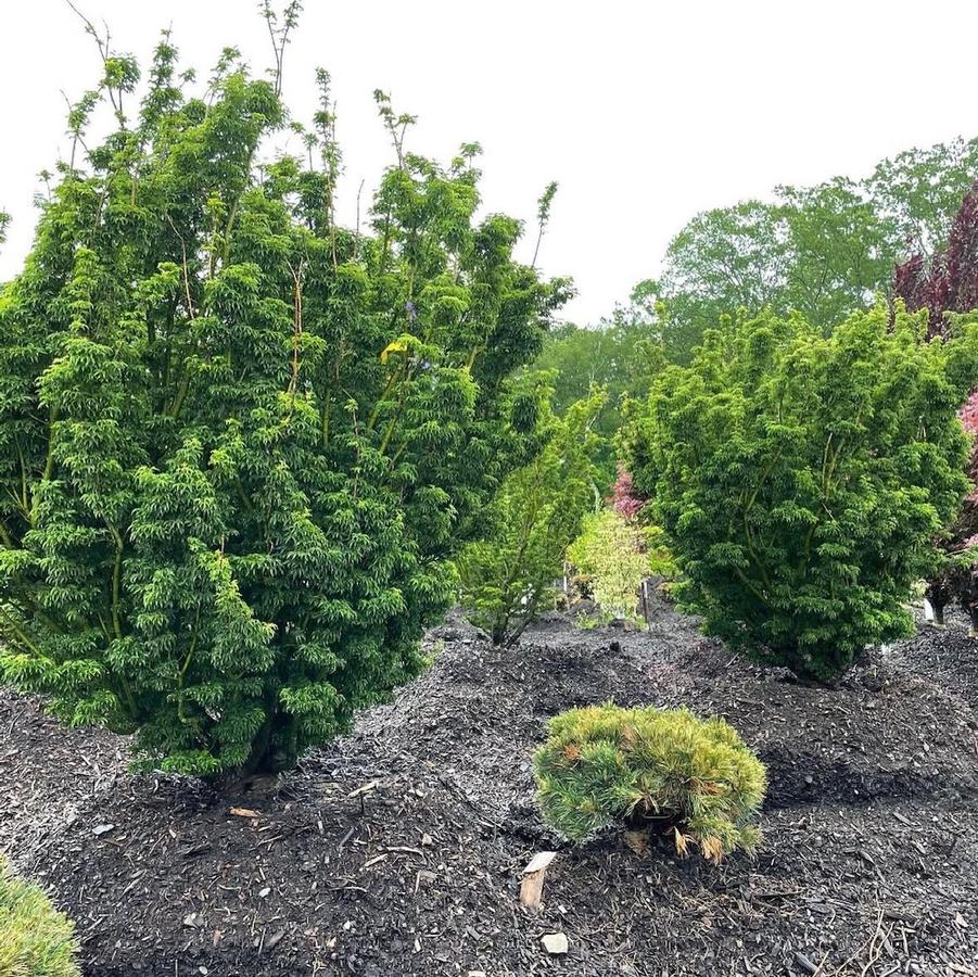 Acer palmatum Shishigashira