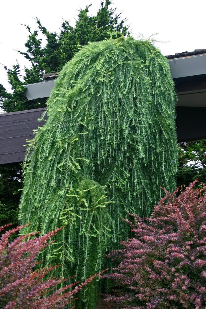 Larix decidua Pendula