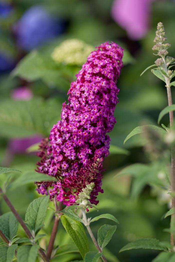 Buddleia davidii Funky Fuchsia™