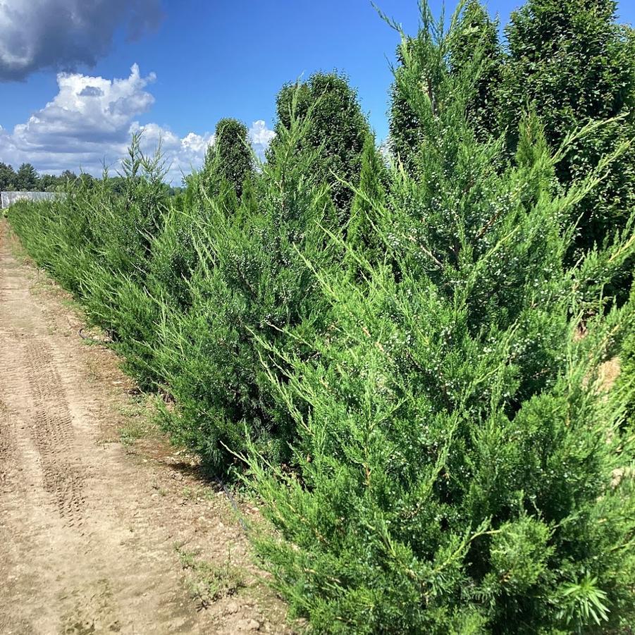 Juniperus chinensis Hetzii Columnaris
