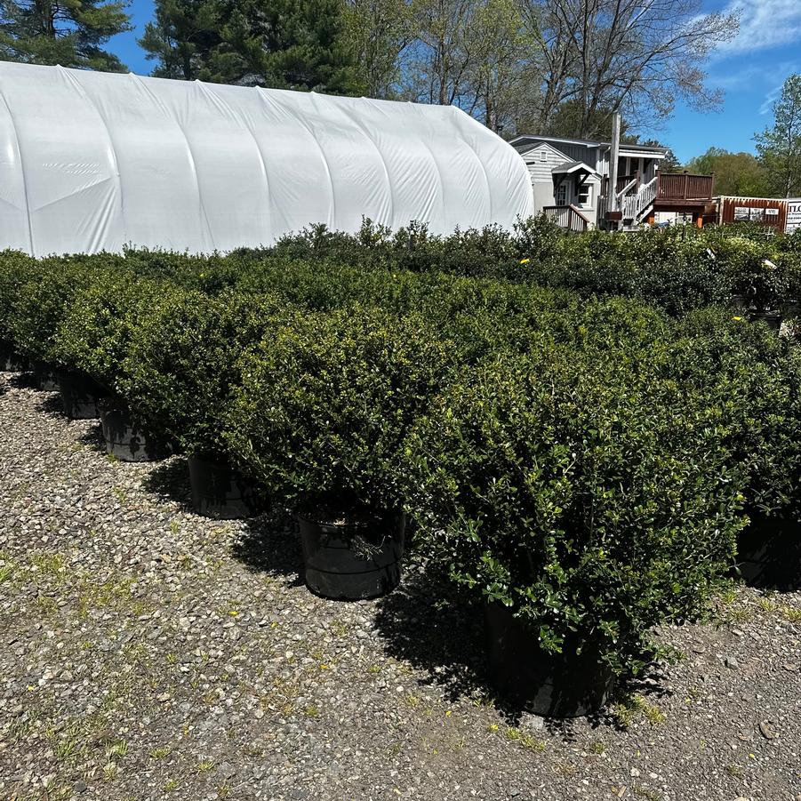 Ilex crenata Bennett's Compacta