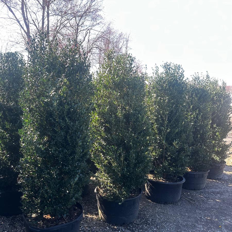 Ilex crenata Schwoebel