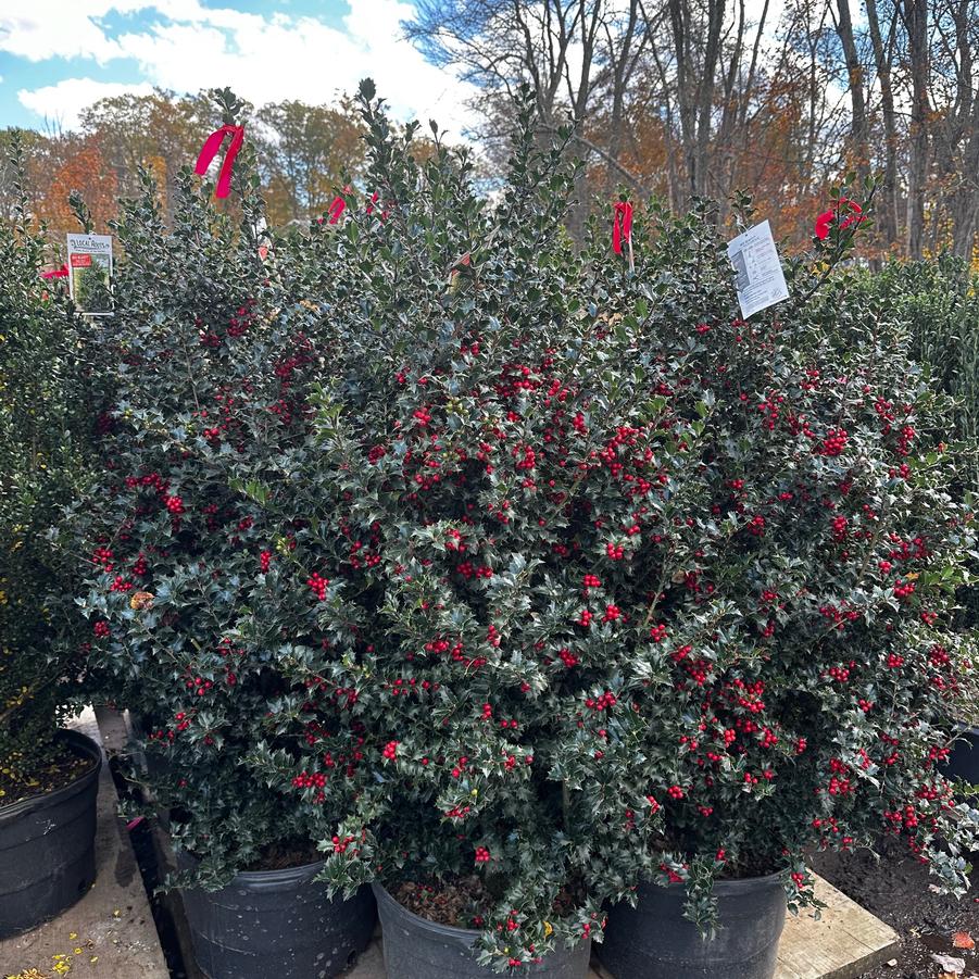 Ilex Red Beauty&reg;