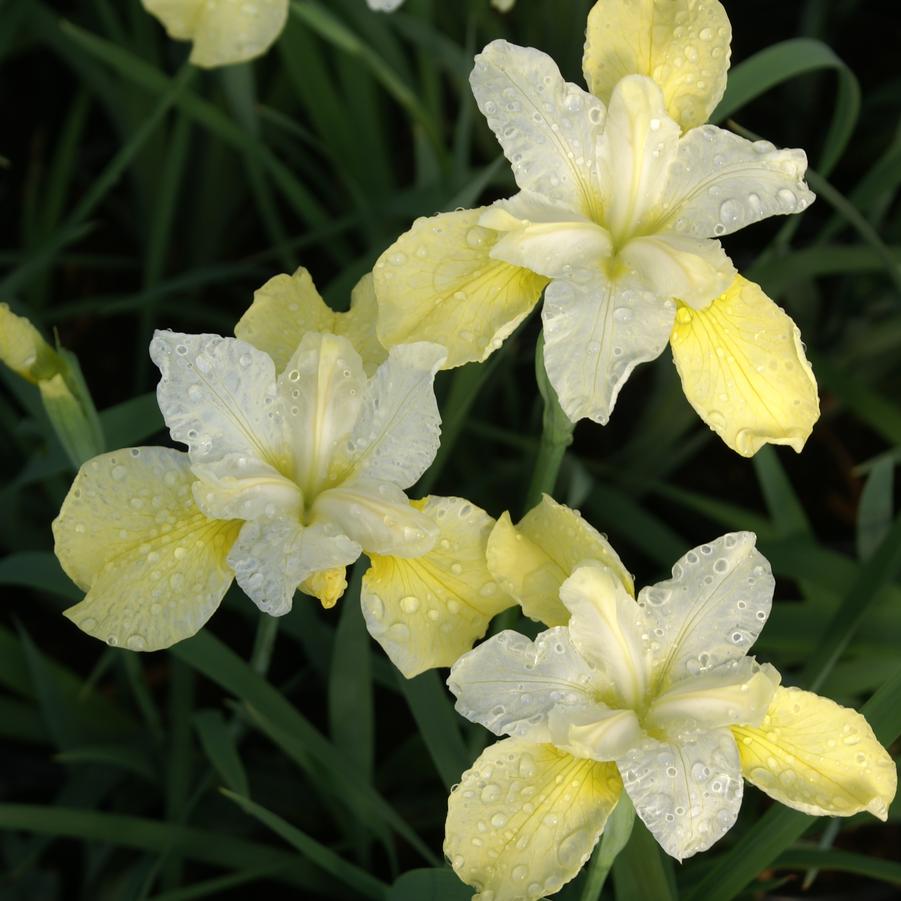 Iris sibirica Butter and Sugar