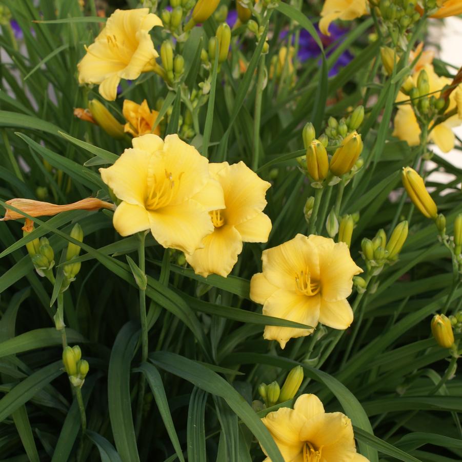 Hemerocallis Stella d' Oro