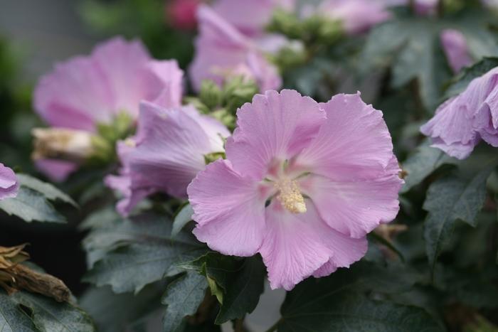 Hibiscus Pollypetite®