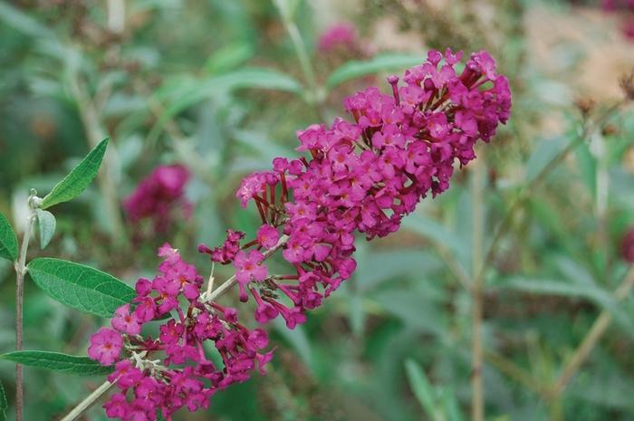 Buddleia davidii Royal Red