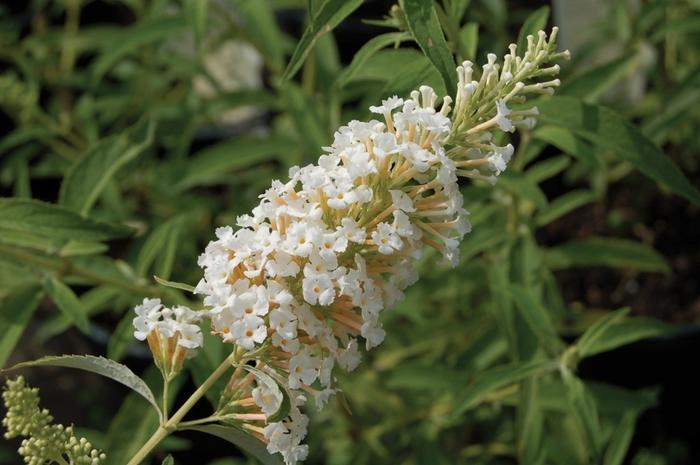 Buddleia davidii White Profusion