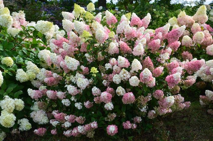 Hydrangea paniculata Strawberry Sundae®