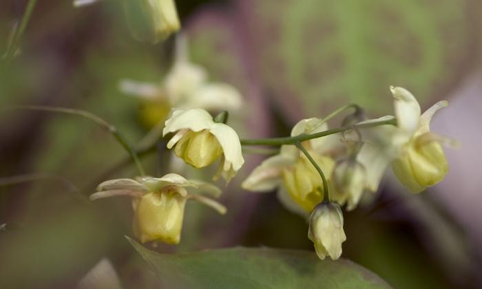 Epimedium x versicolor Sulphureum