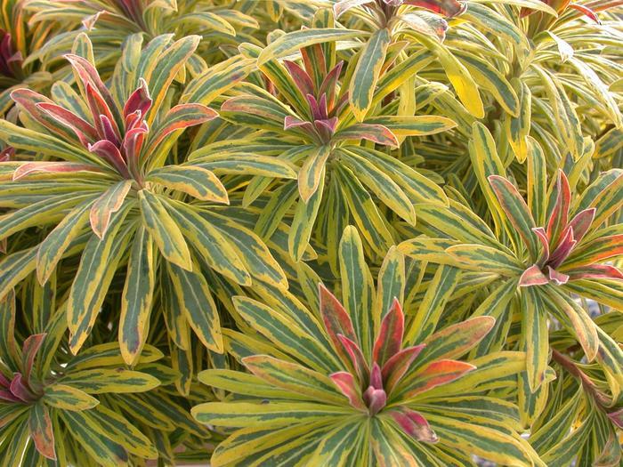 Euphorbia x martinii Sahara™ Ascot Rainbow