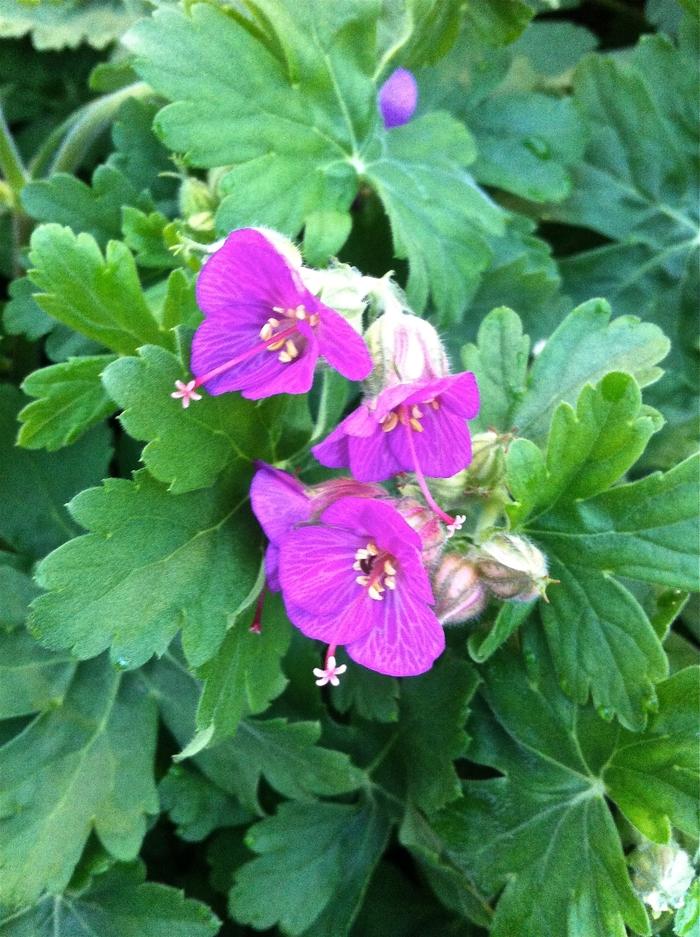 Geranium macrorrhizum Bevan's Variety