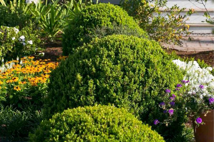 Buxus microphylla var japonica Baby Gem™