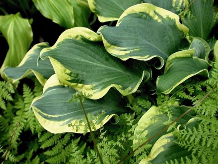 Hosta Shadowland® Wheee!