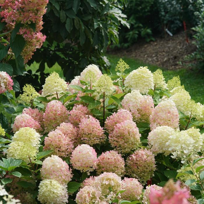 Hydrangea paniculata Fire Light Tidbit®