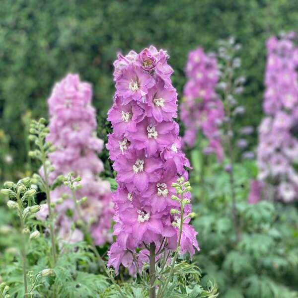 Delphinium New Zealand Mini Pinks