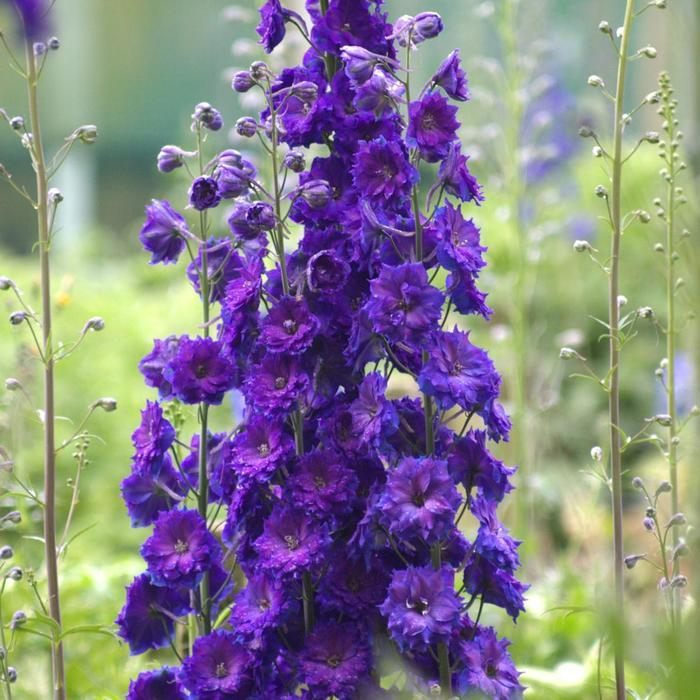 Delphinium elatum New Millennium™ Pagan Purples