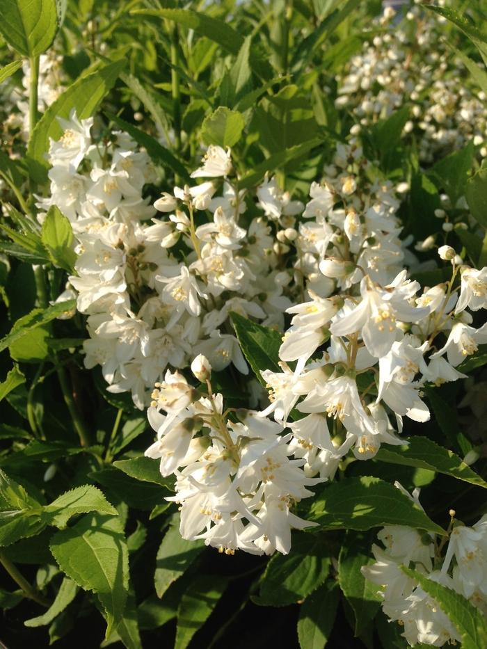 Deutzia gracilis 