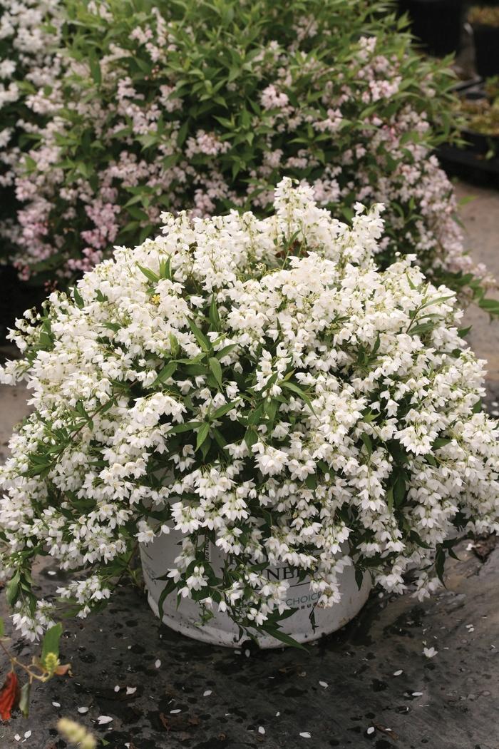 Deutzia Yuki Snowflake®