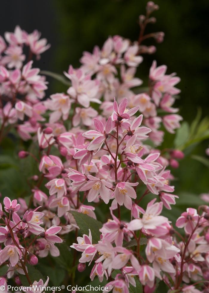 Deutzia Yuki Cherry Blossom®