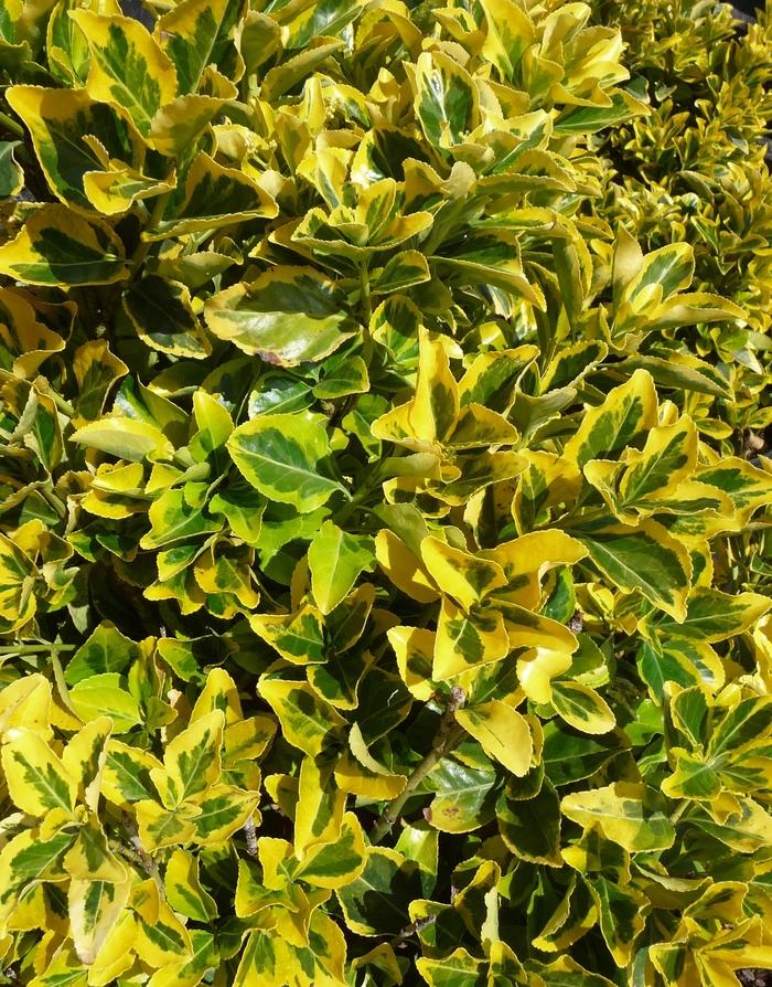 Euonymus japonicus Aureo-marginatus