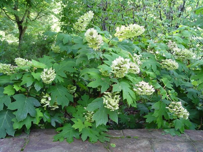 Hydrangea quercifolia 