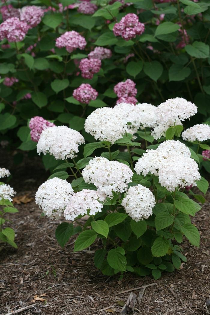 Hydrangea arborescens Invincibelle Wee White® 