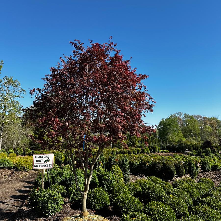 Acer palmatum Trompenburg