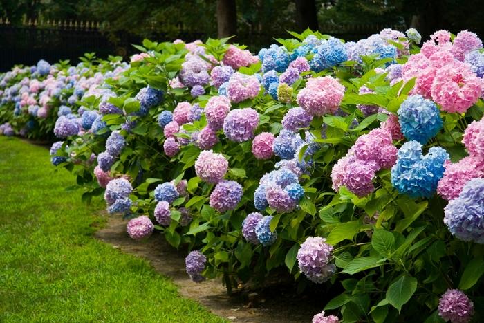 Hydrangea macrophylla Endless Summer