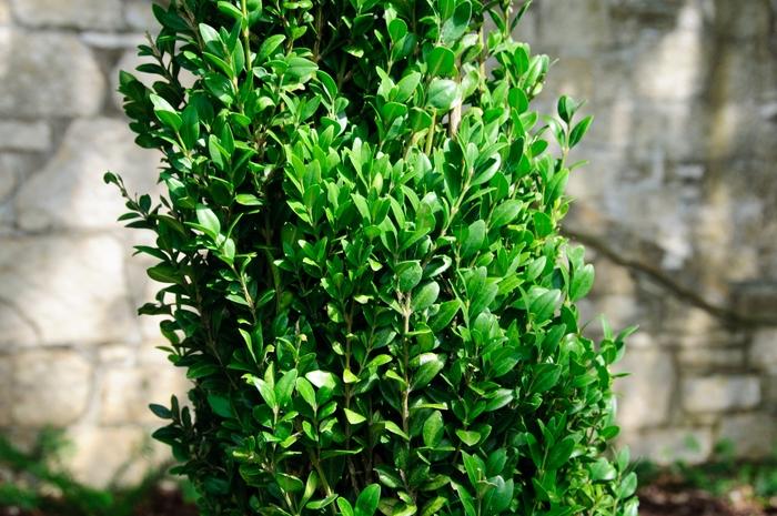 Buxus sempervirens Graham Blandy