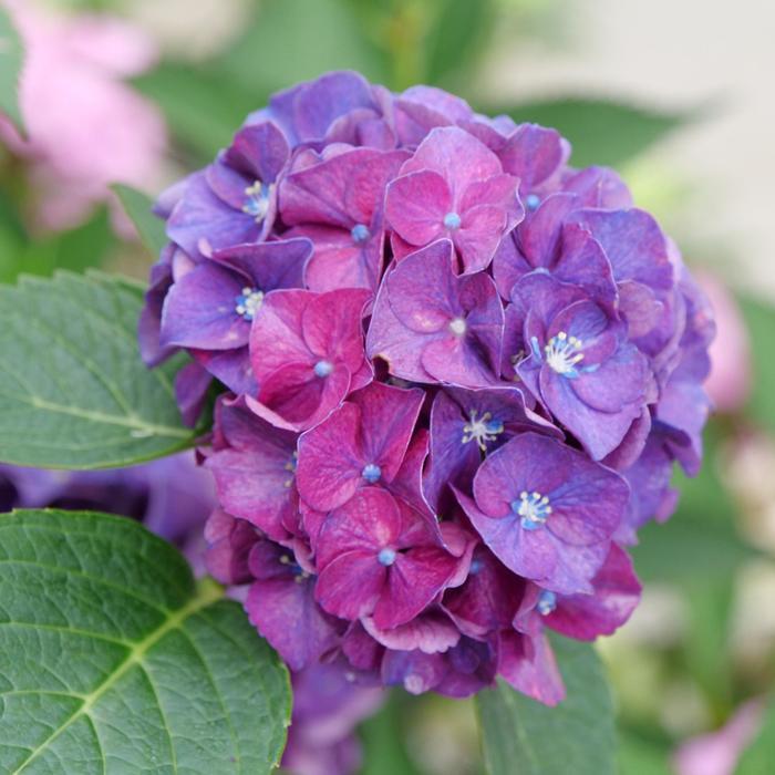 Hydrangea macrophylla Wee Bit Grumpy® 